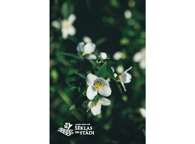 Philadelphus microphyllus